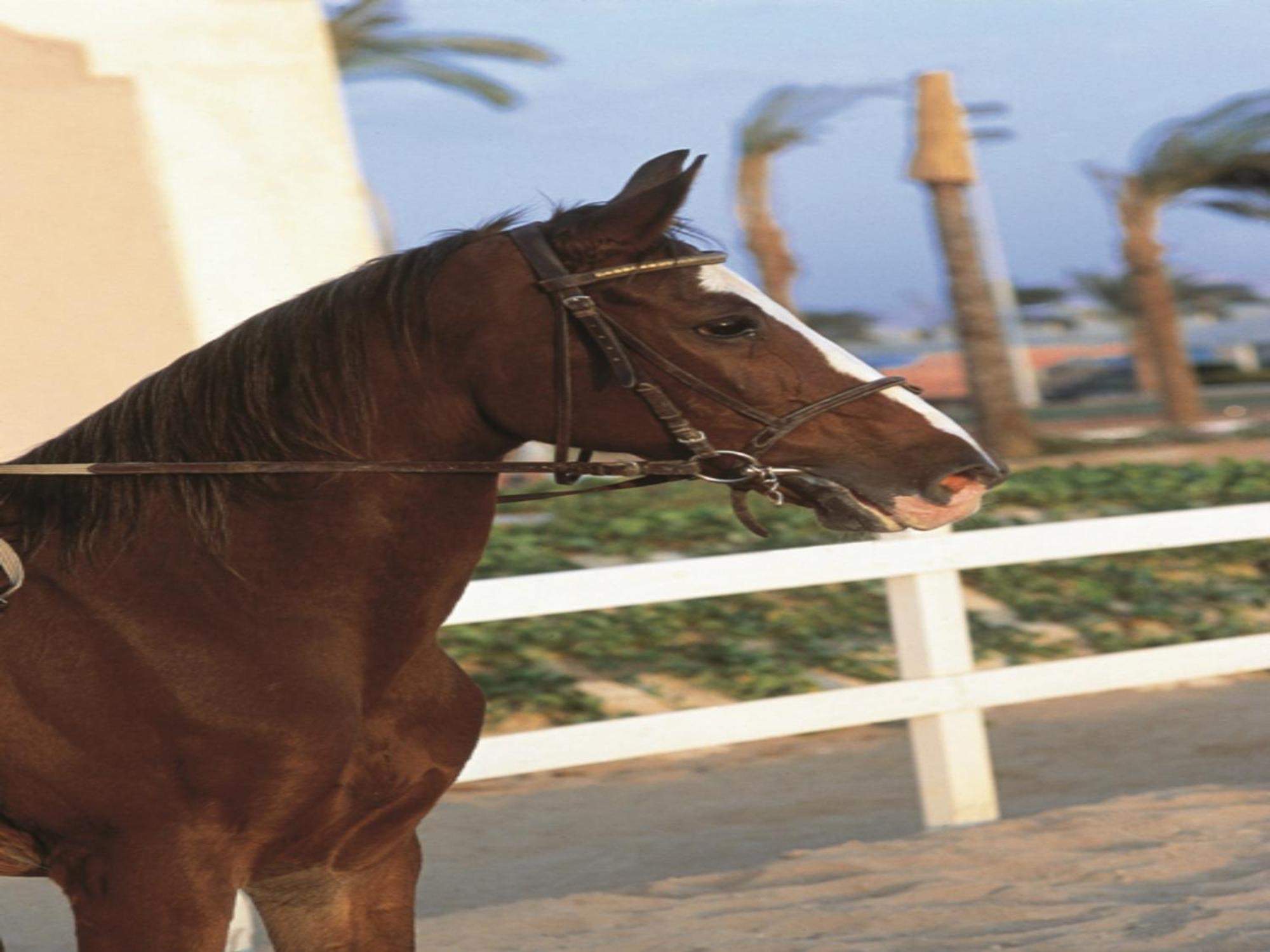 Concorde El Salam Cairo Hotel & Casino Buitenkant foto A horse wearing a snaffle bridle